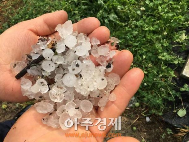 전남도 우박 피해 1635ha 달해.…매실배· 등 농작물 덮쳐 : 네이트 뉴스