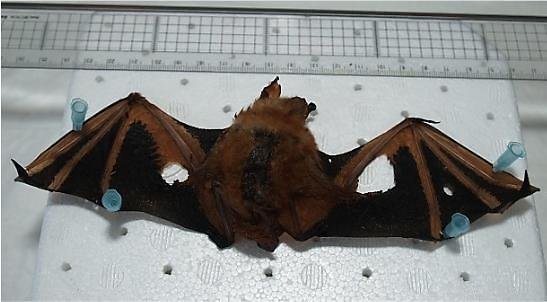 Researchers report whole genome sequences of rare 'gold' bats : 네이트 뉴스