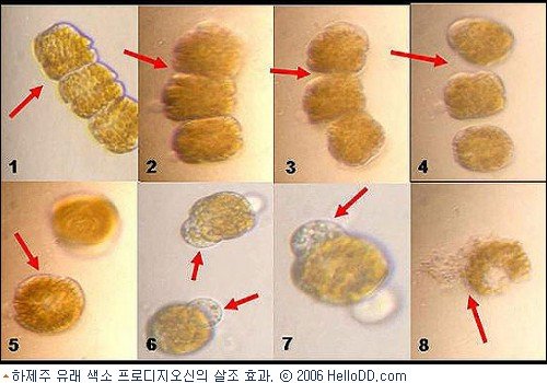 적조 잡는 '토종 해양미생물' 발견 : 네이트 뉴스