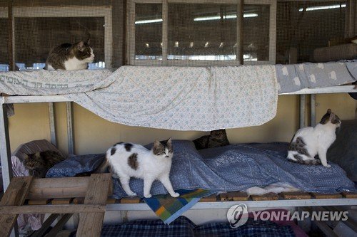 MIDEAST ISRAEL FEATURE PACKAGE STRAY CATS : 네이트 뉴스