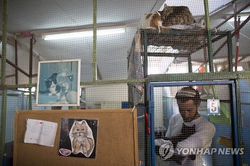 MIDEAST ISRAEL FEATURE PACKAGE STRAY CATS : 네이트 뉴스