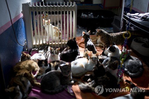 epaselect MIDEAST ISRAEL FEATURE PACKAGE STRAY CATS : 네이트 뉴스