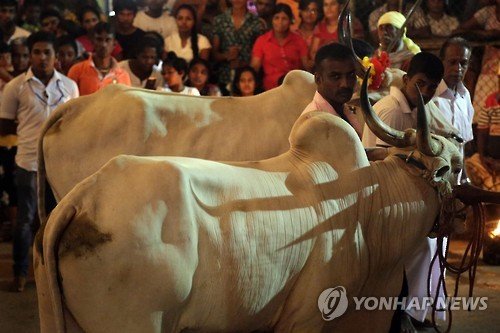 SRI LANKA RELIGION PATTINI CULT : 네이트 뉴스