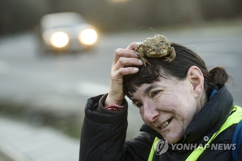HUNGARY FROG RESCUE : 네이트 뉴스