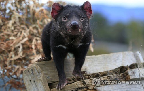 AUSTRALIA PHOTO ESSAY TASMANIAN DEVILS : 네이트 뉴스