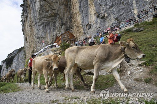 SWITZERLAND CATTLE DESCENT ALTENALP : 네이트 뉴스