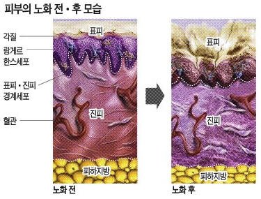 [피부노화의 비밀] 세월보다 자외선이 더 깊고 굵은 주름 만든다 : 네이트 뉴스