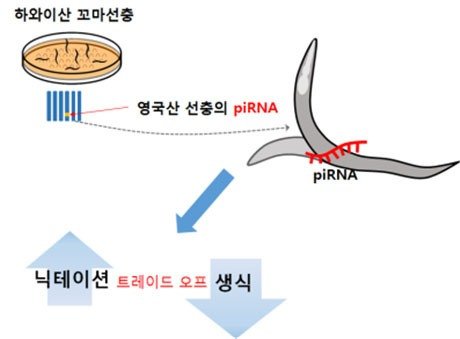 꼬마선충 '댄스 유전자'가 푼 진화 비밀 : 네이트 뉴스