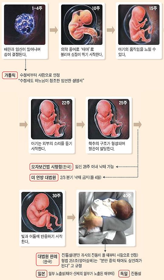 배 속 아기, 언제부터 '사람'일까 : 네이트 뉴스