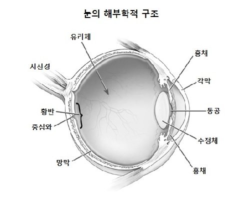 [eye건강칼럼] 알아두면 편리한 '눈의 구조' : 네이트 뉴스