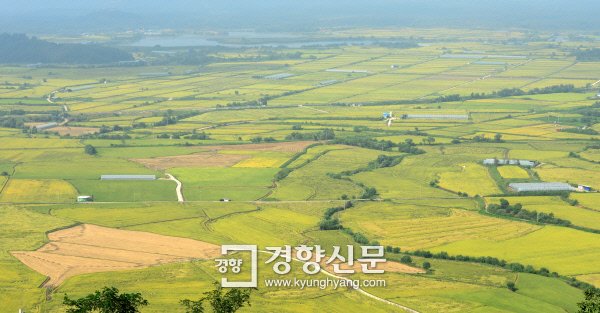 [경향포토]황금빛으로 물드는 철원평야 : 네이트 뉴스