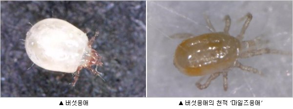 농촌진흥청, 버섯응애 친환경 방제법 국내 첫선 보이다 : 네이트 뉴스