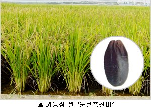 기능성 쌀 눈큰흑찰이 대사증후군 위험 낮춘다 : 네이트 뉴스
