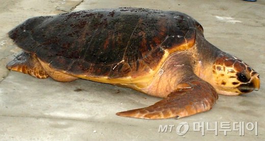 서해 출현 거북, 멸종위기 '붉은바다거북' 암컷으로 판명! : 네이트 스포츠