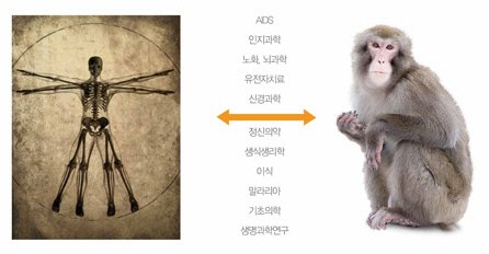 [더벨]오리엔트바이오, 질병모델 영장류 개발 착수 : 네이트 뉴스