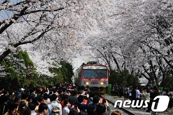 진해군항제 개막…'벚꽃과 군악이 만나다' : 네이트 뉴스