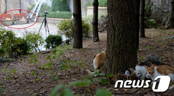용인 캣맘 피해자들이 돌보던 고양이 : 네이트 뉴스