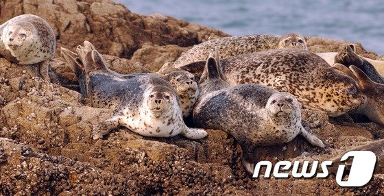 해수부, 점박이물범 개체수 보호 나선다 : 네이트 뉴스