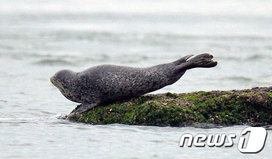 요가하는 점박이물범 : 네이트 뉴스