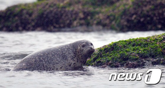 백령도 물범바위 올라서는 점박이물범 : 네이트 뉴스