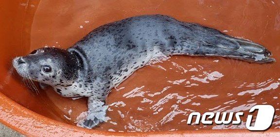 삼척 문암해변서 점박이물범 발견 : 네이트 뉴스