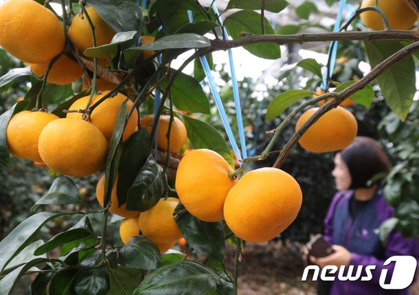 큼지막한 감귤이 '주렁주렁' : 네이트 뉴스