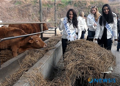 소들에게 여물 주는 미녀들 : 네이트 뉴스