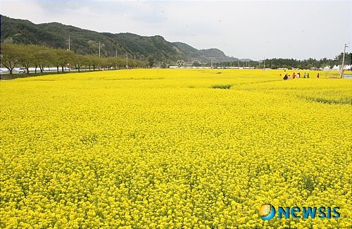 만개한 삼척맹방유체꽃 : 네이트 뉴스