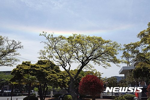 나무 위에 걸친 채운 : 네이트 뉴스