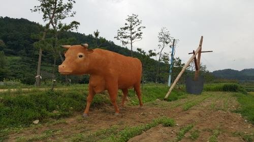 괴산군, 전통 소쟁기 밭갈이 재현 : 네이트 뉴스