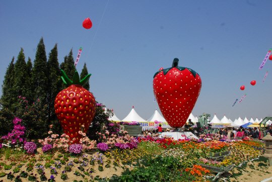 새콤달콤 '논산딸기축제' 속으로 봄여행 떠난다 : 네이트 뉴스