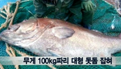 '전설의 심해어 돗돔' 과거 잡힌 사례도 어마무시하네 : 네이트 연예
