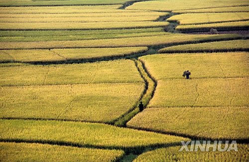 #CHINA-GUANGXI-LATE RICE-HARVEST (CN) : 네이트 뉴스