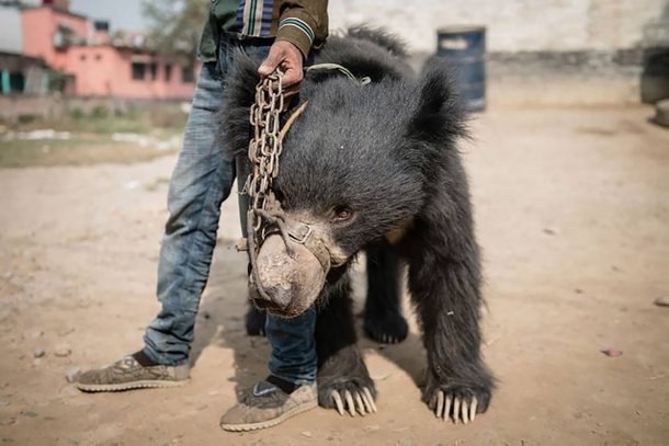 평생 관광객 앞에서 춤추며 학대당한 곰 두 마리 네이트 뉴스