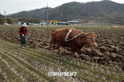 풍년 농사 소 쟁기질 : 네이트 뉴스