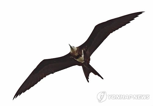 세상에서 가장 빠른 새 '군함조'..강릉 출현 : 네이트 뉴스