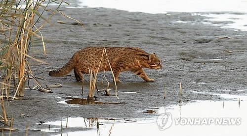 강릉 남대천에 모습 드러낸 '삵' : 네이트 뉴스